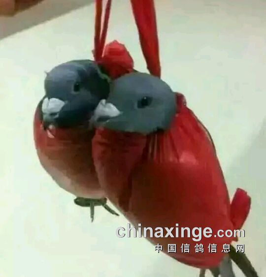 ´ڞg[DƬ