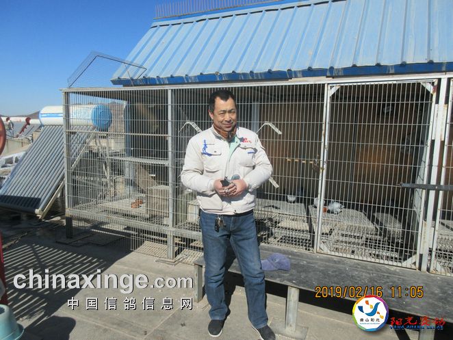 唐山阳光春季特比开始上门验鸽 三月中旬开赛