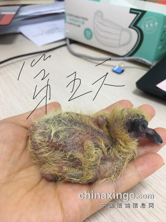 手养小鸽子7天全记录