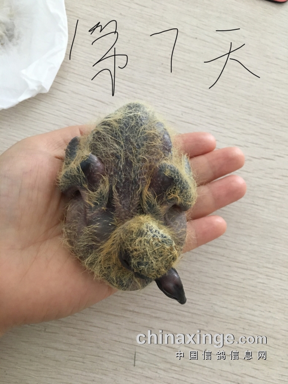 手养小鸽子7天全记录