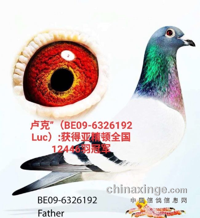 如日中天的吉林克斯鸽族(一)-信鸽资讯-中国信鸽信息网