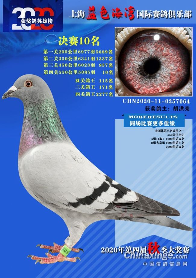 上海蓝色海湾2020年获奖鸽同步拍卖会