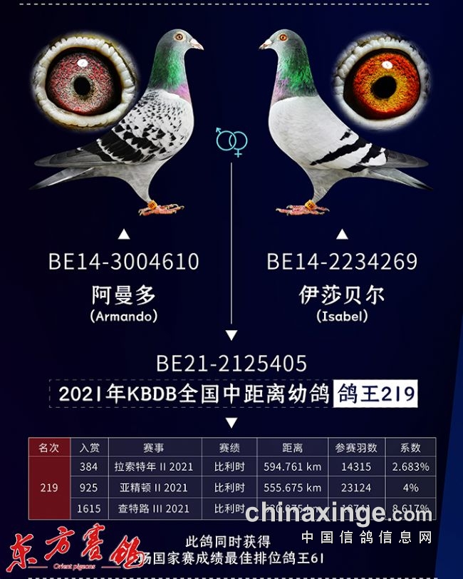 欧洲赛场:阿曼多去年称王今年又称王-中信网信鸽园地