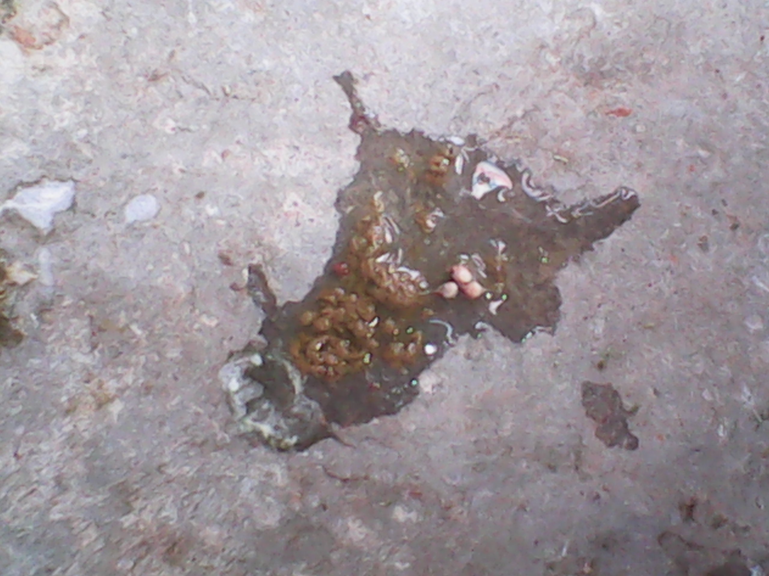 部分鸽子就会出现精神不振,拉水便的情况