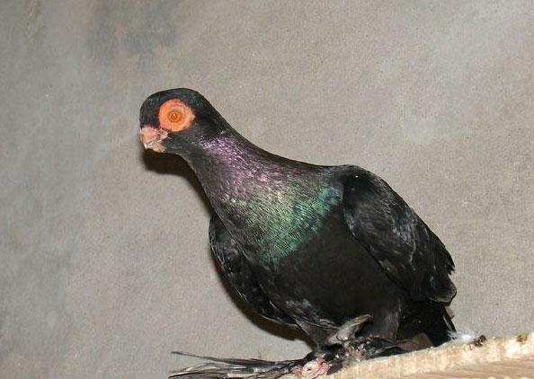 查看相册(2)中华传统观赏鸽,竈(灶)火眼鸽,也称皂红眼鸽,此鸽是我国较