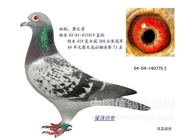 记者按:胡本这一血系,在太谷飞山地发挥比较理想,也为很多实力鸽舍所