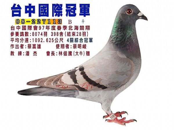 台湾台中国际会08年春季冠军蔡富雄-中信网信鸽园地