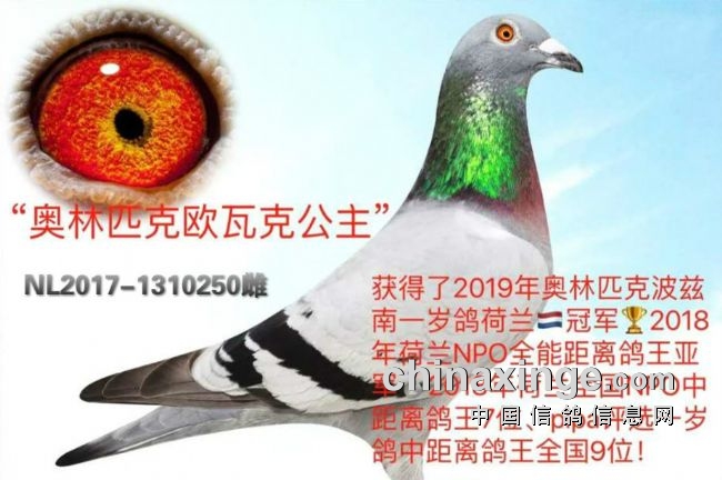 杨欧瓦克信鸽的特点图片