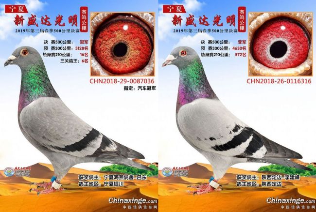 西安威奇春棚"西部之巅"决赛冠军,亚军