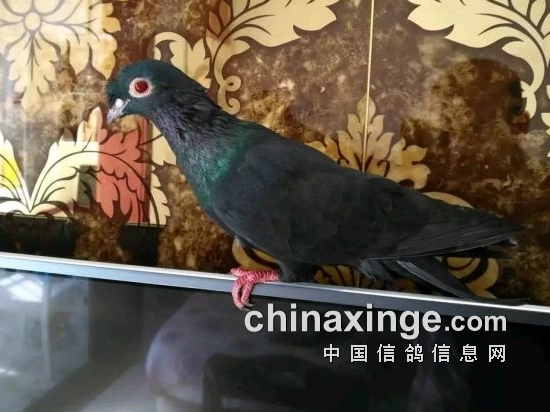 中国四大高飞鸽图片