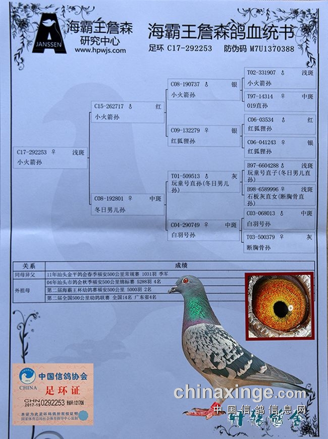 潇湘鸽事风云录(23) 信鸽江湖 黄梁梦破