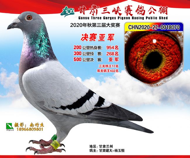 正在直播:甘肃三峡公棚获奖鸽同步拍卖