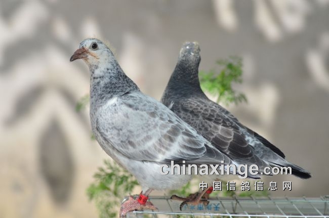 春天的鸽事:麒麟花小幼鸽-中国信鸽信息网